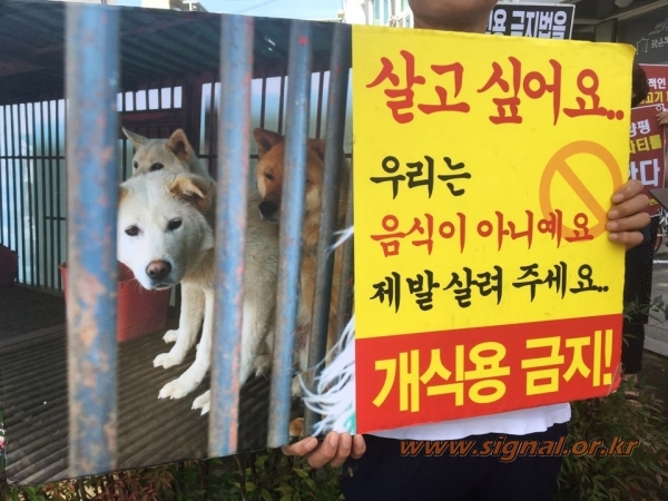 22일 경기도 양평군 서종면 면사무소 앞에서 개고기 식용 규탄 집회를 하고 있는 동물보호단체 회원들이 준비한 개, 우리와 피켓 / 사진=이호종 기자