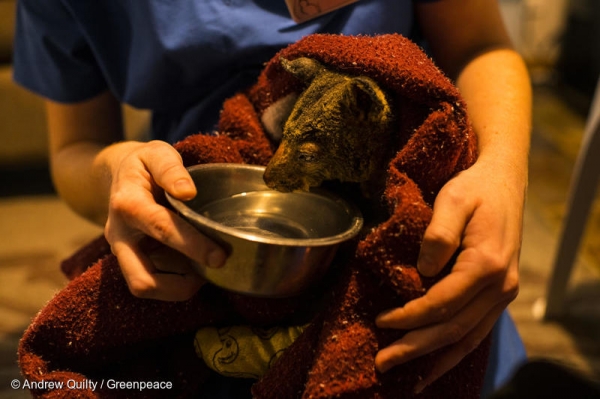 호주 산불에서 살아남은 주머니여우가 환경단체의 보호를 받고 있다. / 사진=그린피스 제공