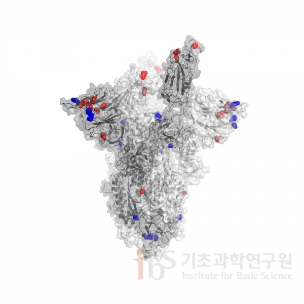 그림 2. 사스코로나바이러스-2의 스파이크 3차원 구조 (PDB code: 7A97)에 표시한 돌연변이 위치. 남아프리카공화국에서 발견된 코로나바이러스 변이(빨간색)와 영국에서 발견된 코로나바이러스 변이(파란색)를 비교하면 그 위치가 상당히 다른 것을 볼 수 있다. / 출처=기초과학연구원(IBS), 2021년 1월 15일