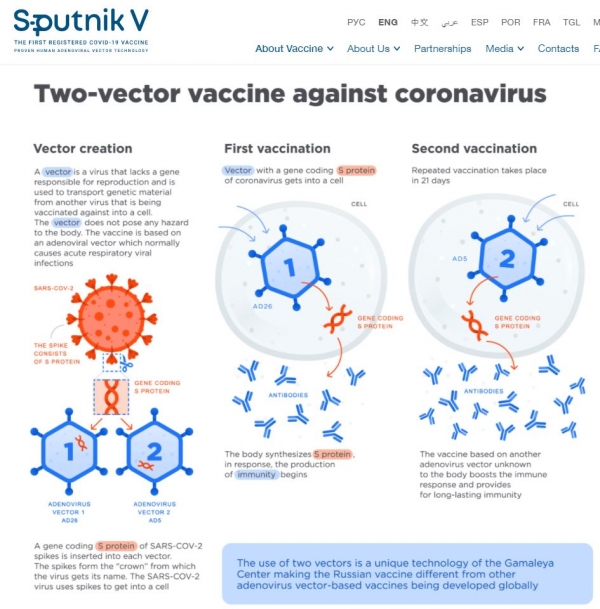 코로나19에 대한 면역 기제를 도해와 함께 보여주는 모습. / 사진=스푸트니크 V 홈페이지 캡쳐 화면(https://sputnikvaccine.com/about-vaccine/)