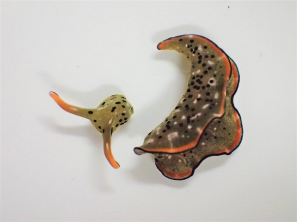 바다 달팽이 엘리시아 cf. 마르기나타의 자가절단 직후 모습. / 사진=연합뉴스