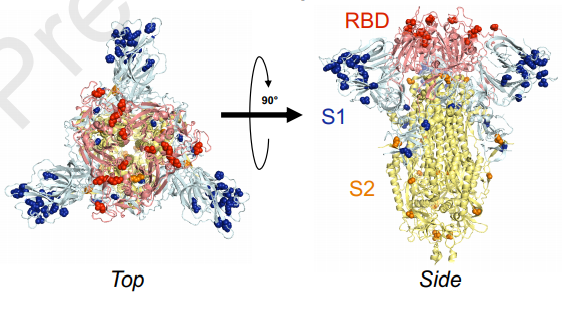 코로나19 바이러스 스파이크 단백질의 단면도. 라곤 연구소가 다룬 모든 바이러스가 그림의 S1, RBD 영역에서 변이를 일으켰다. 사진=라곤 연구소 보고서(CELL 11931)